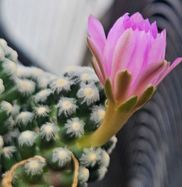 Mammillaria theresae minima GCG12504